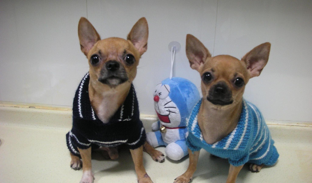 Пара собак чихуахуа