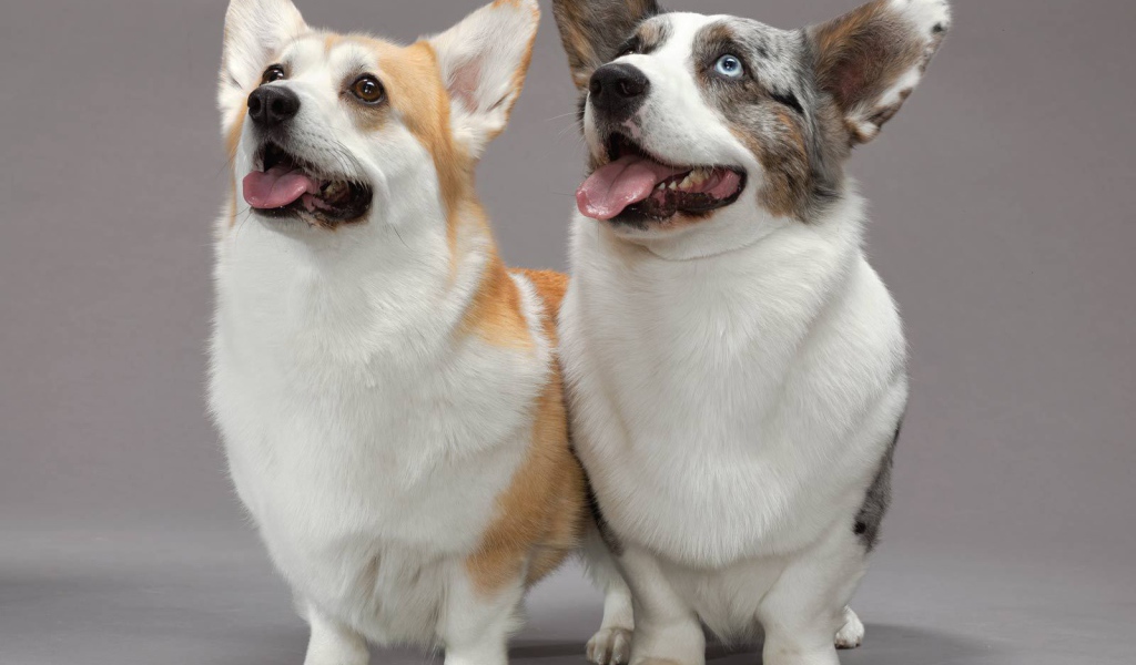 A pair of dogs velsh Corgi