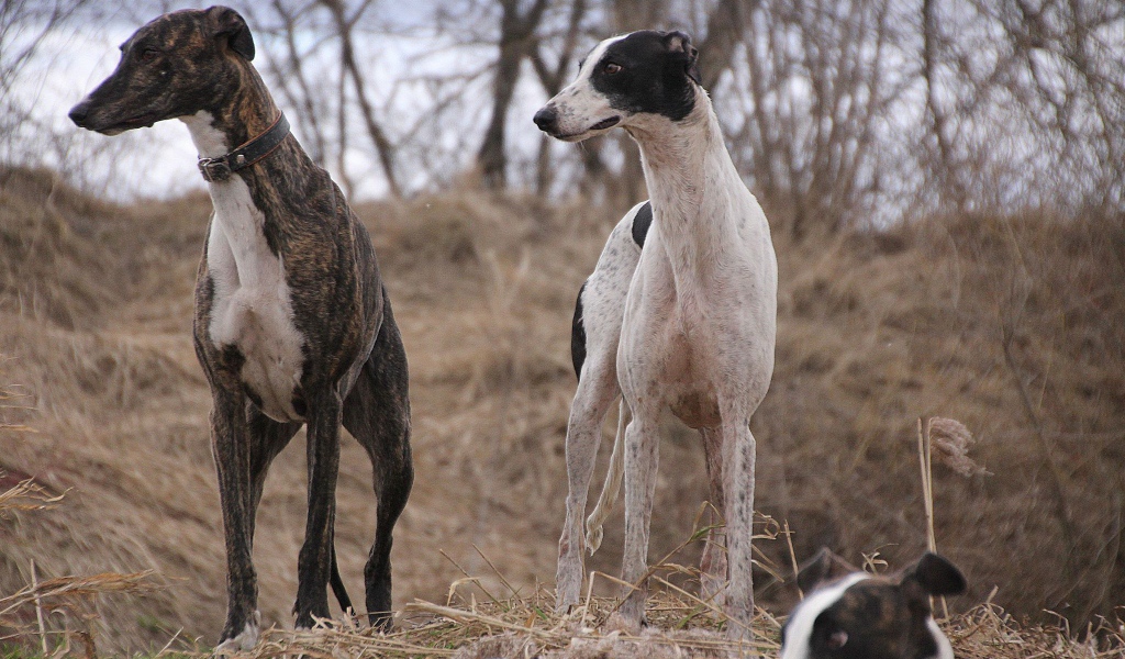 Пара борзых на охоте