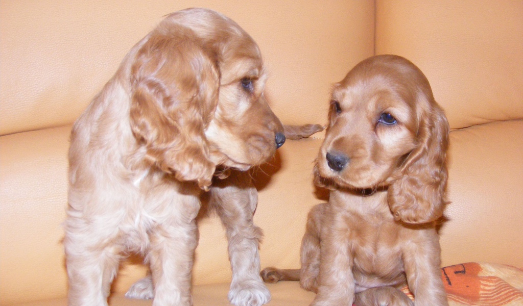 Пара щенков английского кокер спаниеля
