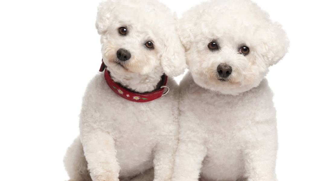 Пара щенков болонки