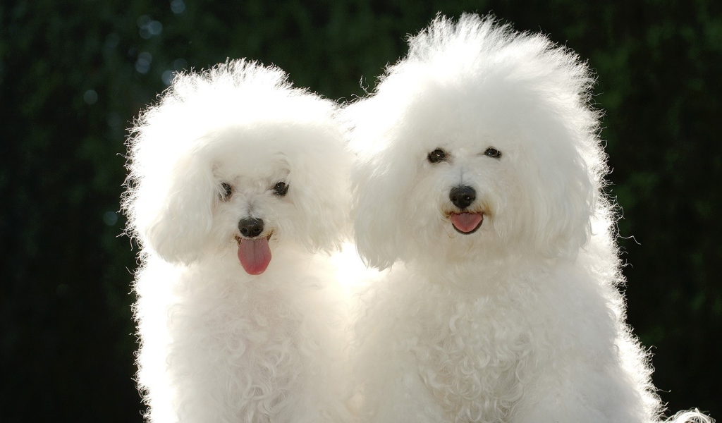 Пара белых пуделей