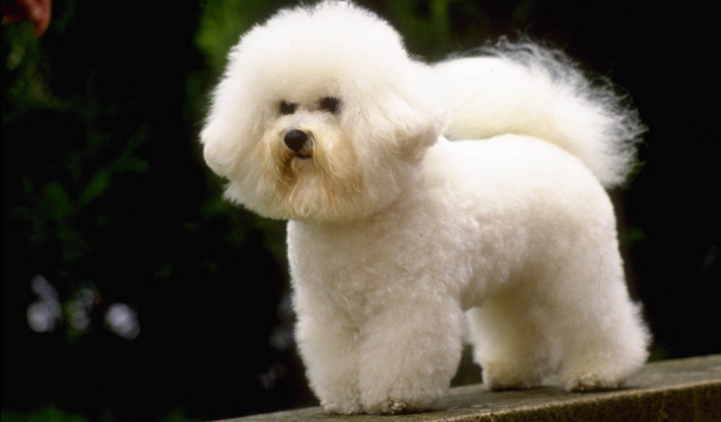 Маленькая французская болонка