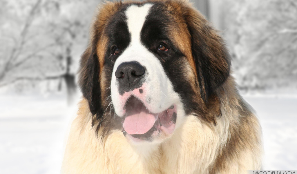 Улыбающийся сенбернар