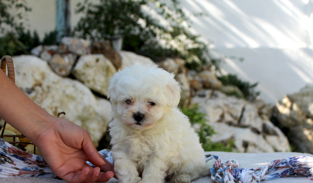 Ласковый щенок болонки