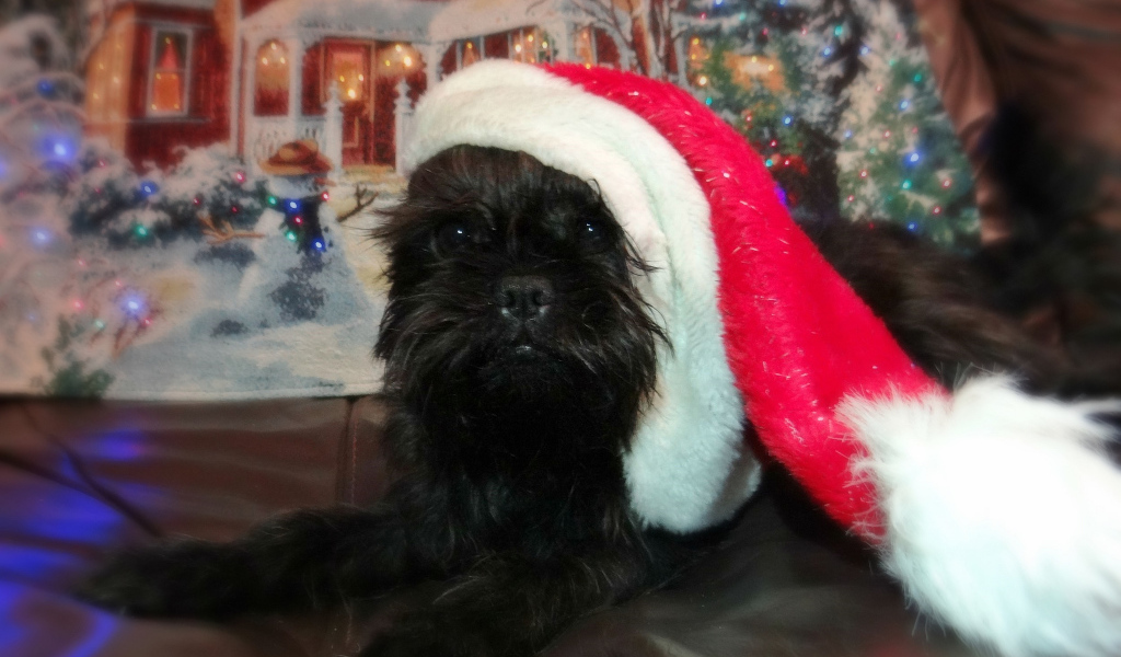 Новогодний наряд аффенпинчера