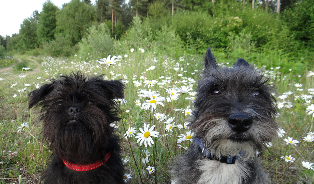 Аффенпинчеры среди ромашек