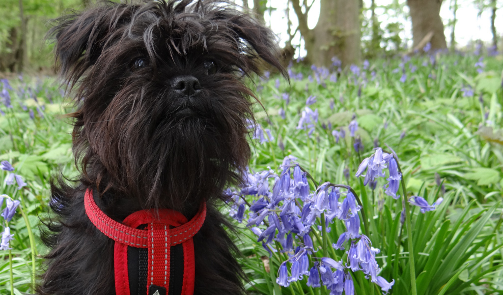 Аффенпинчер в цветах