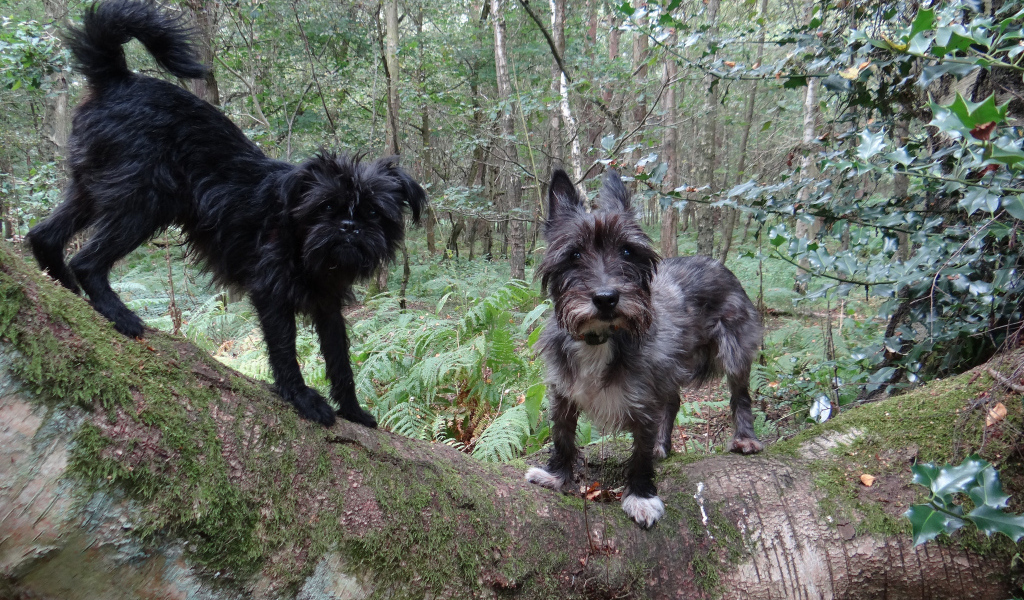 Аффенпинчеры в лесу