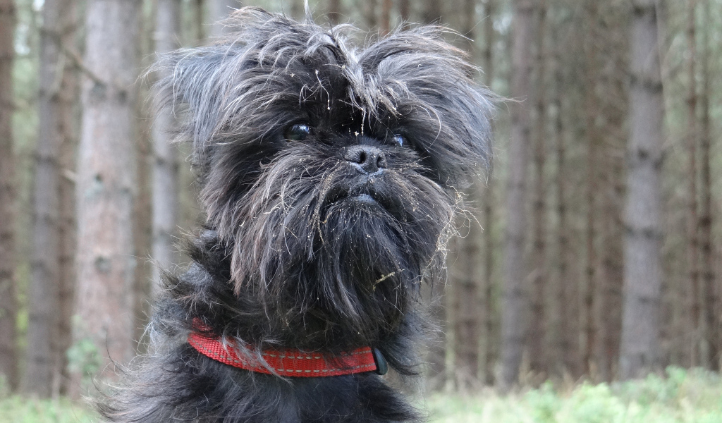 Аффенпинчер на фоне деревьев