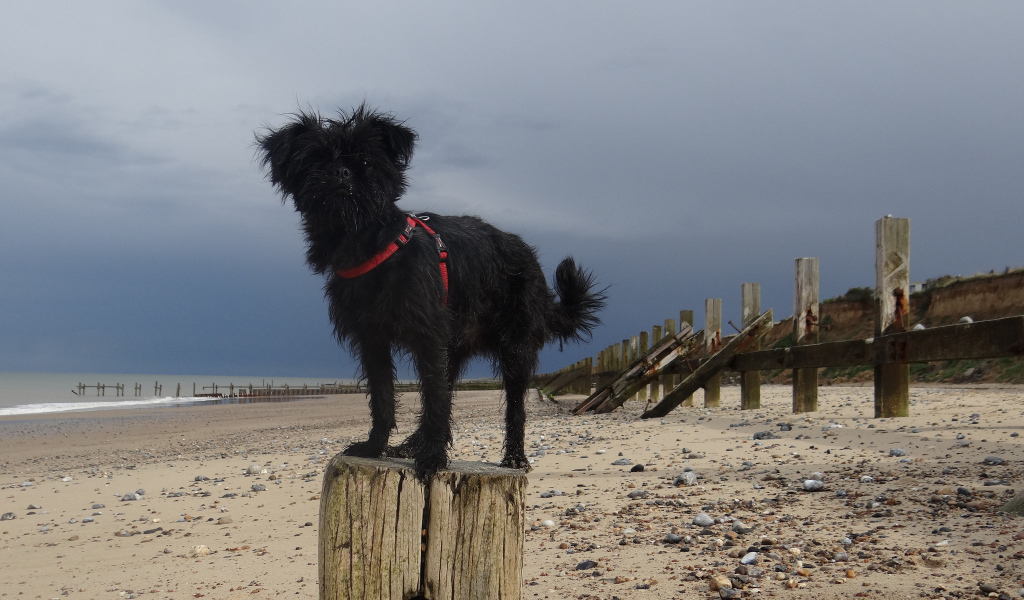 Аффенпинчер на пляже