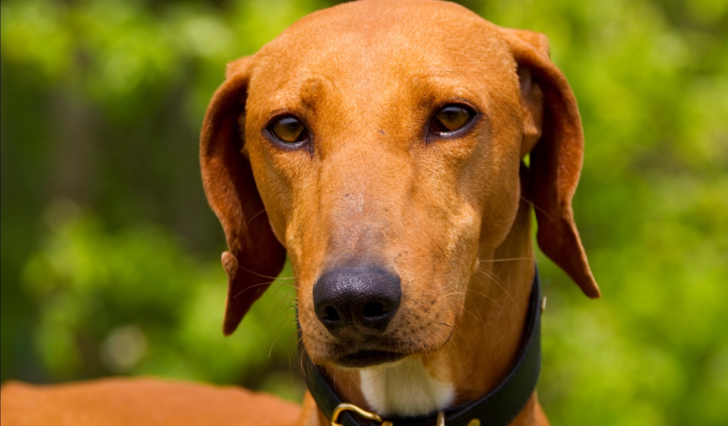 Африканская порода азавак