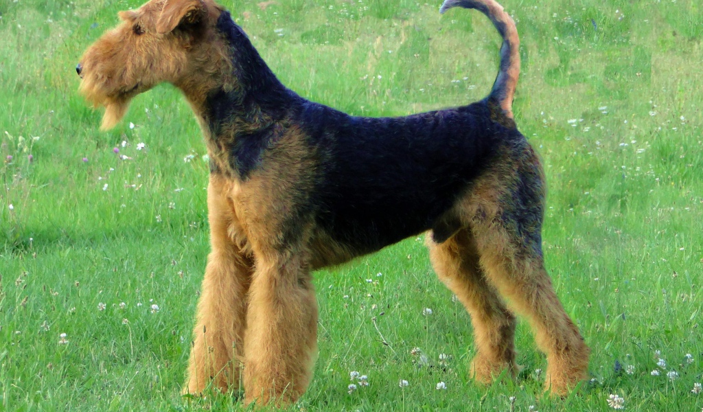 Эрдельтерьер на лугу