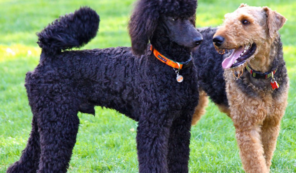 Эрдельтерьер и пудель