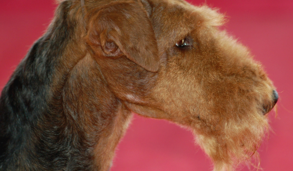 Эрдельтерьер на розовом фоне