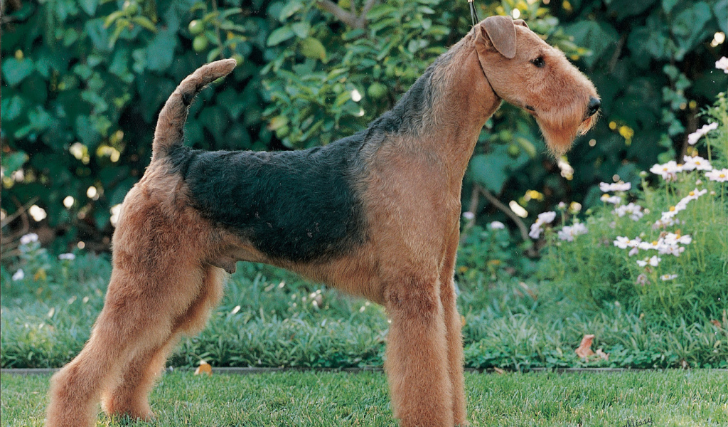 Эрдельтерьер на фоне зелени