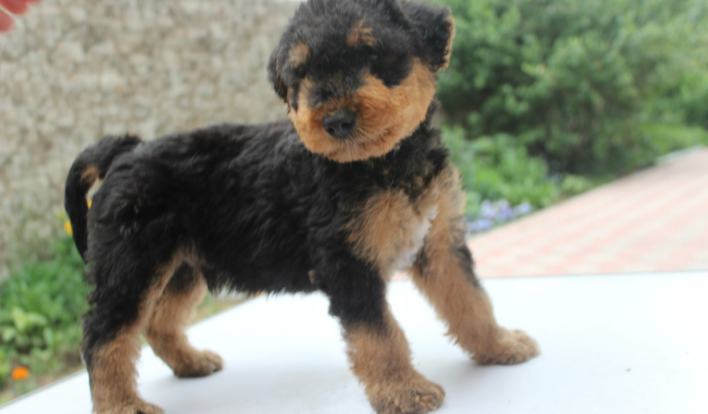 Щенок эрдельтерьера