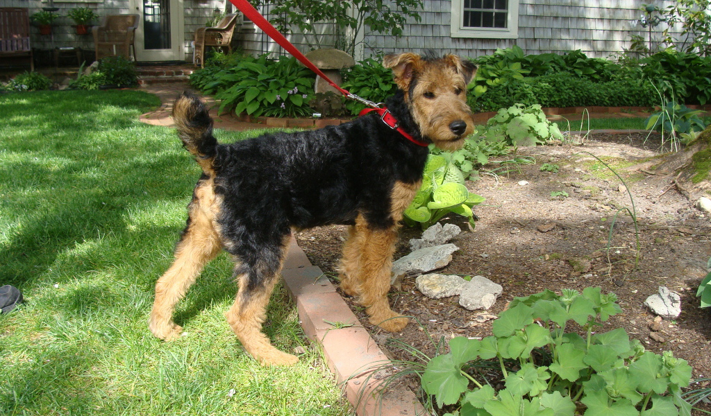 Щенок эрдельтерьера на прогулке