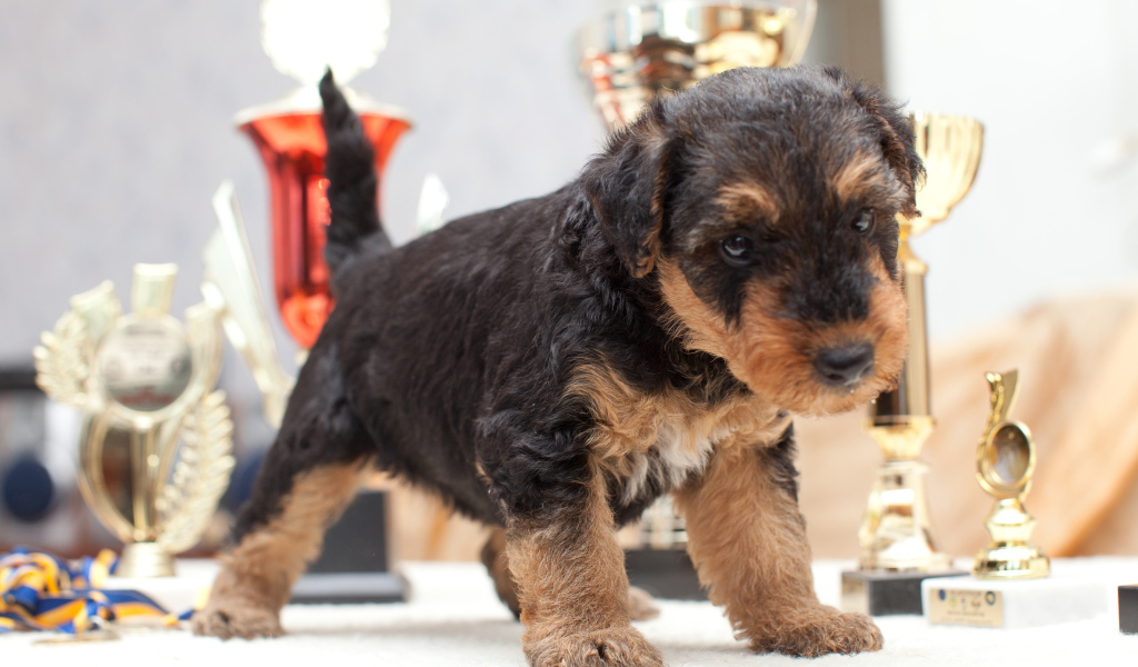 Щенок эрдельтерьера учится ходить