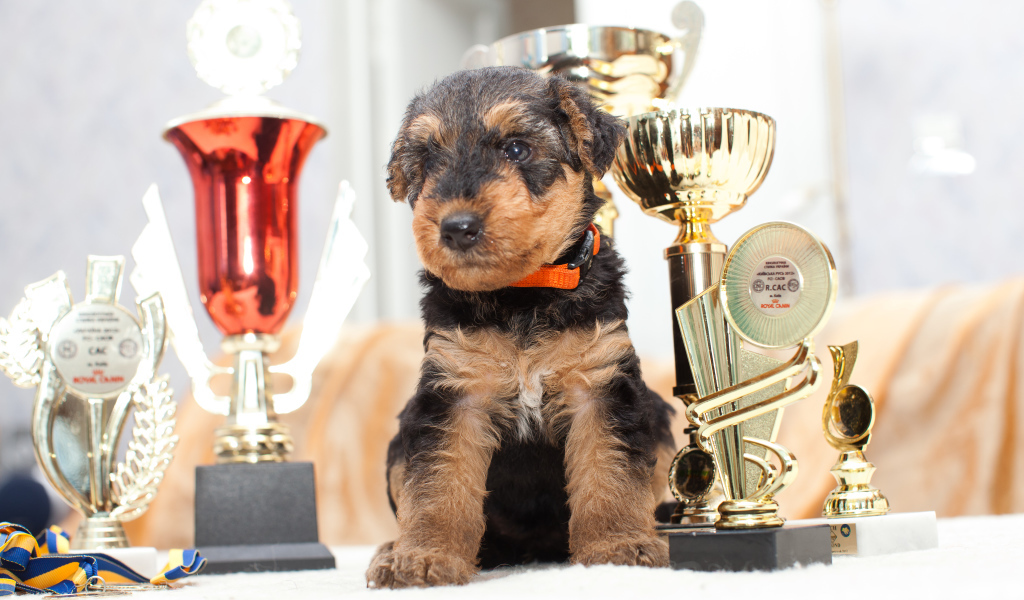 Щенок эрдельтерьера с наградами