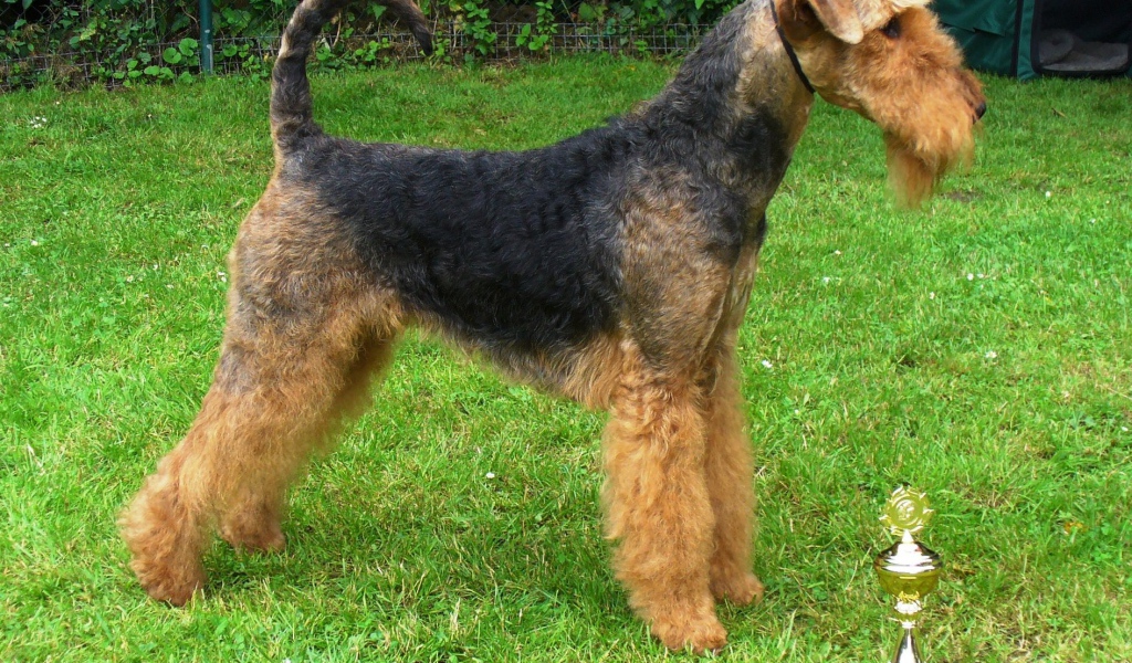 Эрдельтерьер со своим кубком