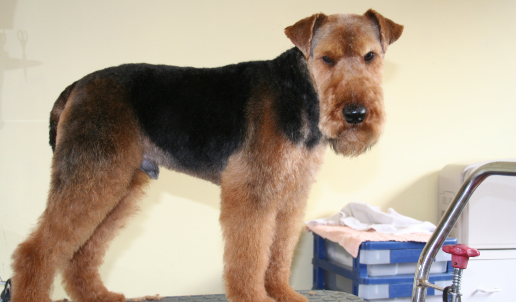 Эрдельтерьер на приеме у ветеринара