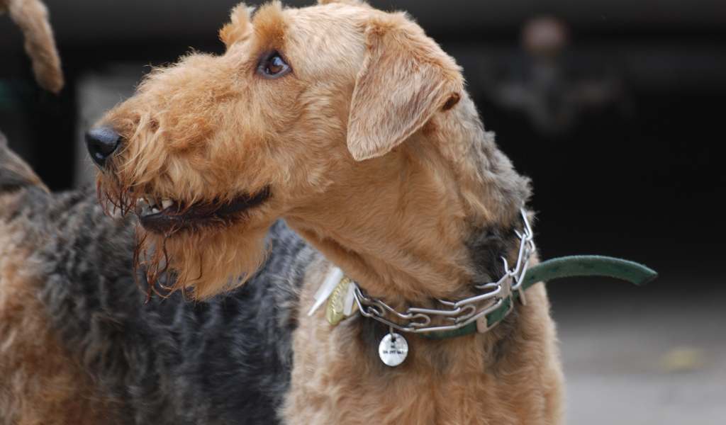 Собака эрдельтерьер на выставке