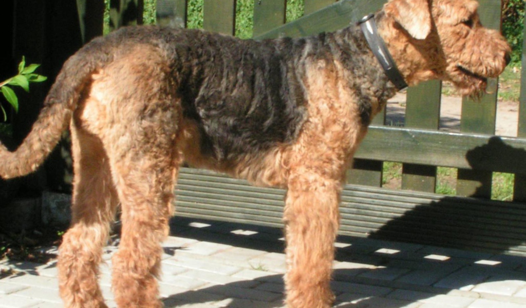 Пес эрдельтерьер охранник