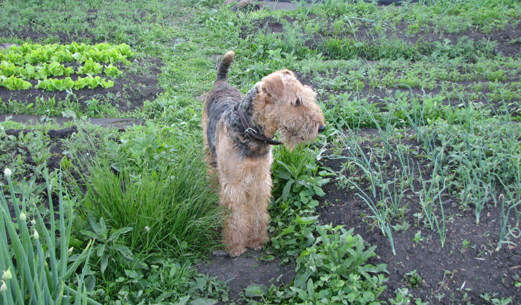 Собака эрдельтерьер в огороде