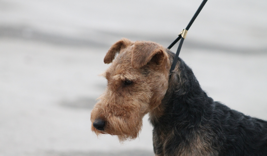 Пес эрдельтерьер на поводке