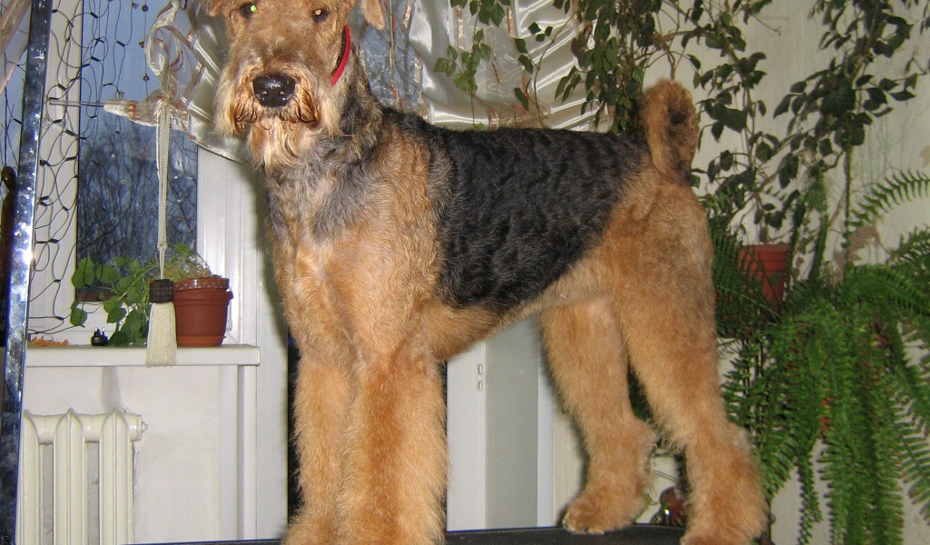 Собака эрдельтерьер на столе