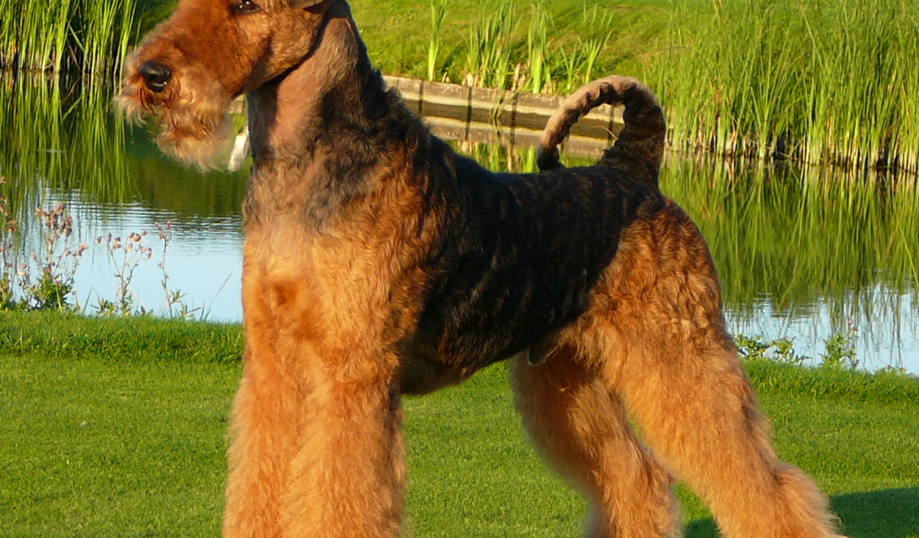 Собака эрдельтерьер у пруда