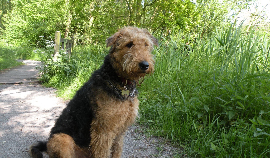 Собака эрдельтерьер сидит