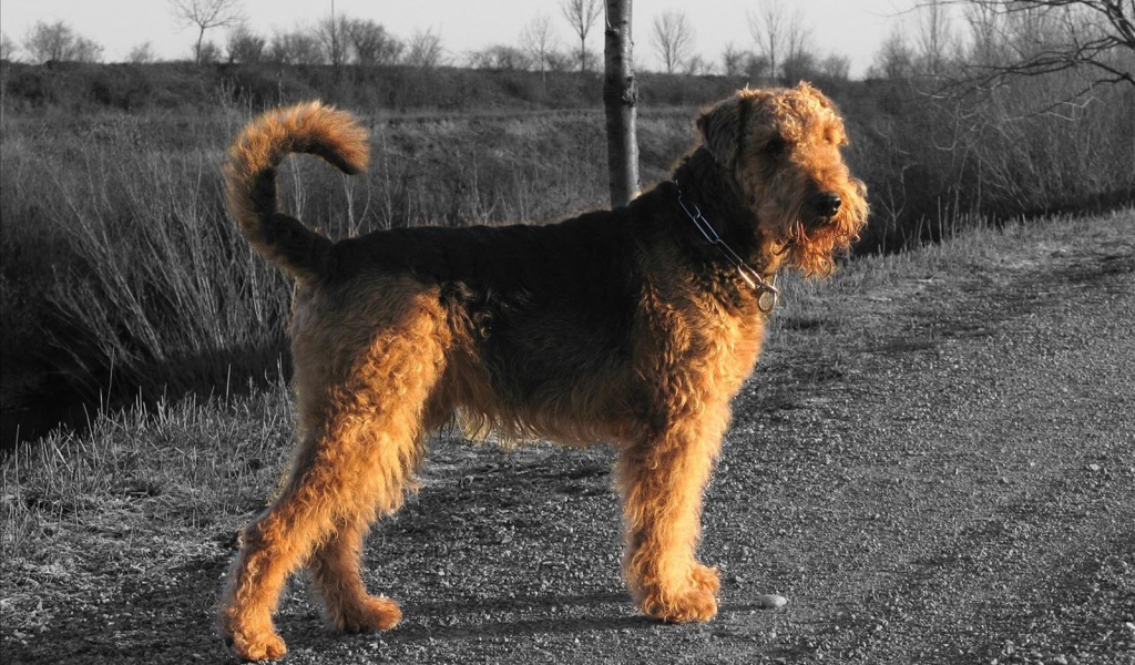 Пес эрдельтерьер за городом