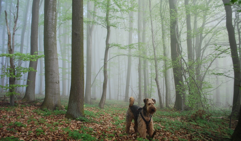 Эрдельтерьер гуляет в лесу