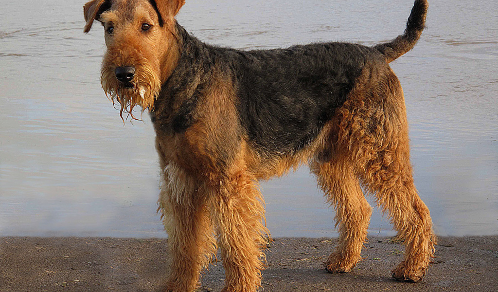 Мокрый эрдельтерьер у воды