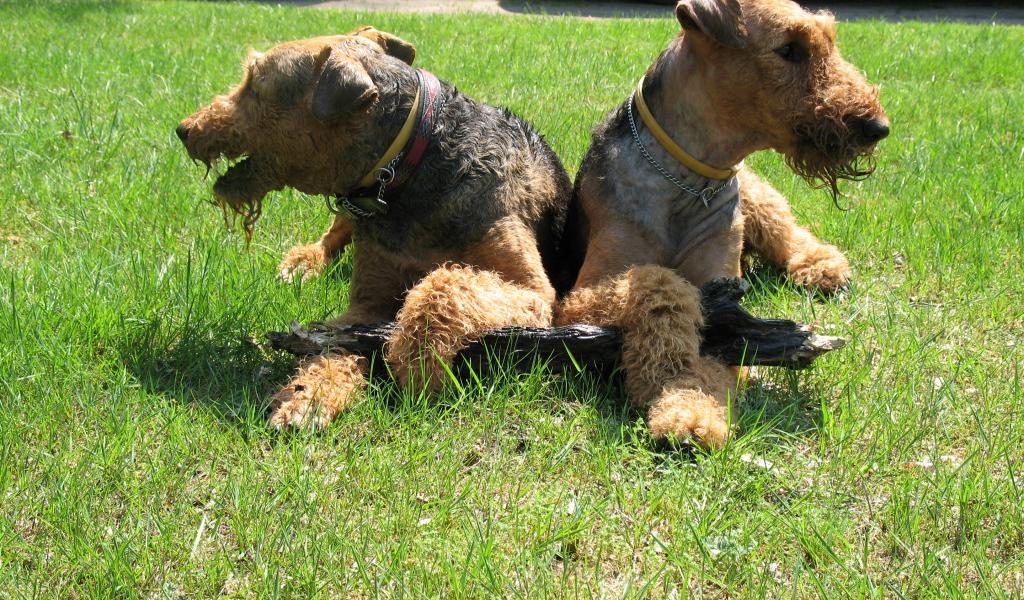 Эрдельтерьеры делят палку
