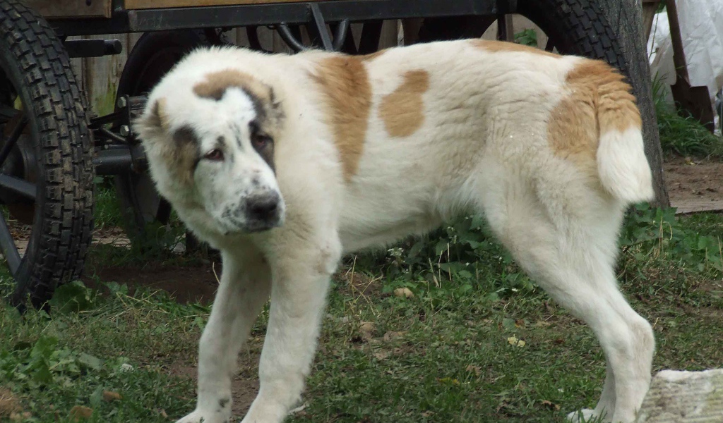Алабай заискивает перед хозяином