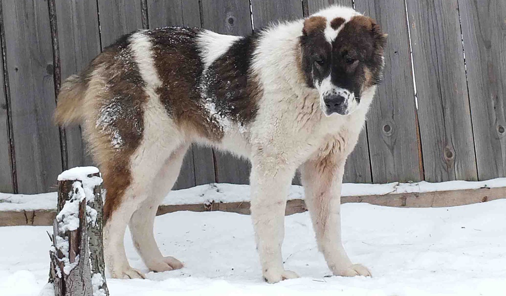 Алабай у забора