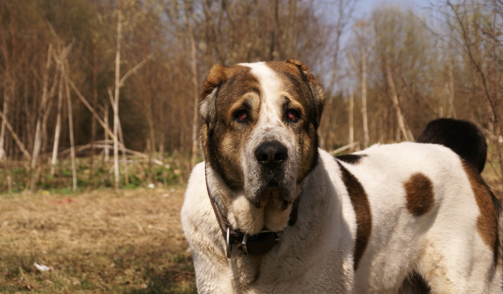 Алабай в весеннем парке