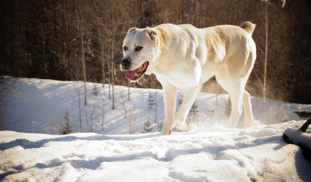 Алабай в зимнем лесу