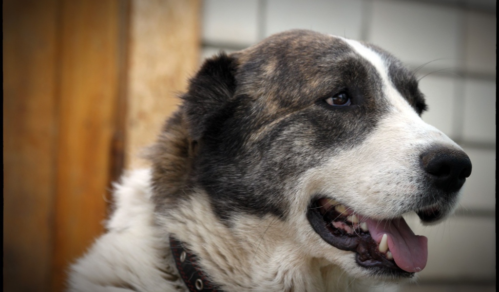 Алабай показывает зубы