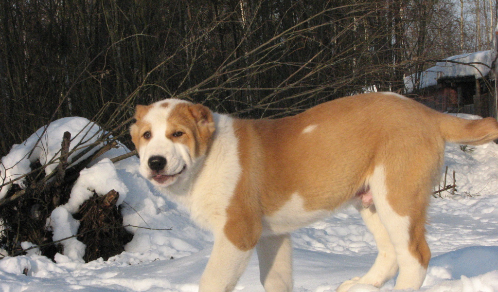 Алабай гуляет зимой