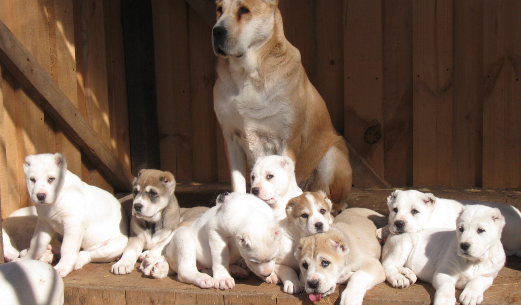 Алабай со своими щенками