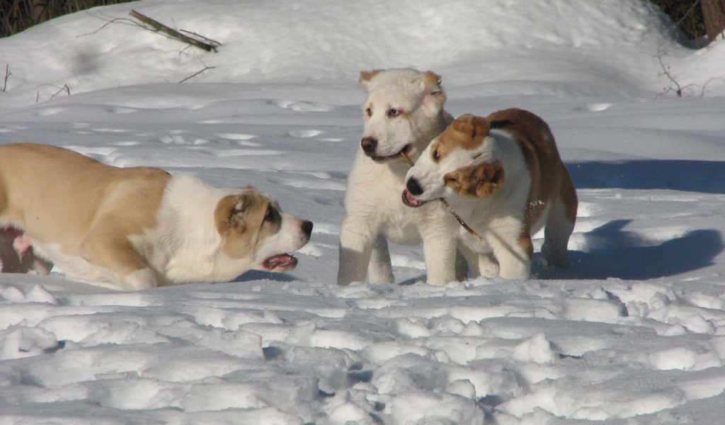 Алабаи играют в снегу