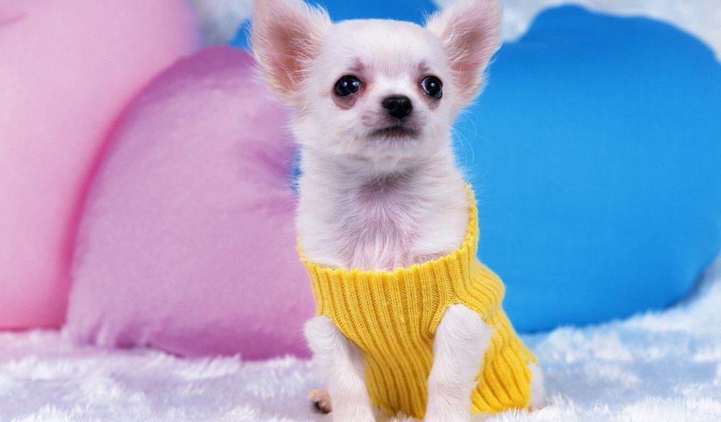 Восхитительная собака чихуахуа