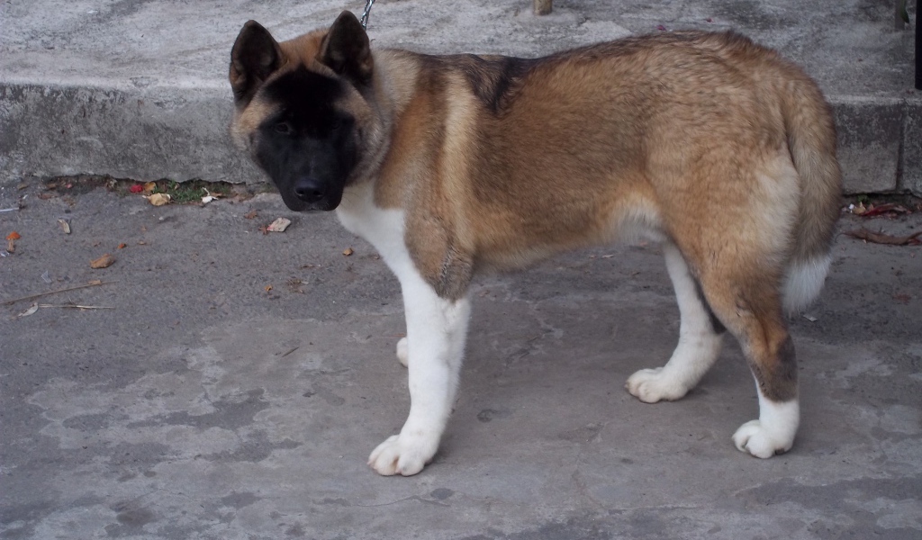 Порода собак американская акита