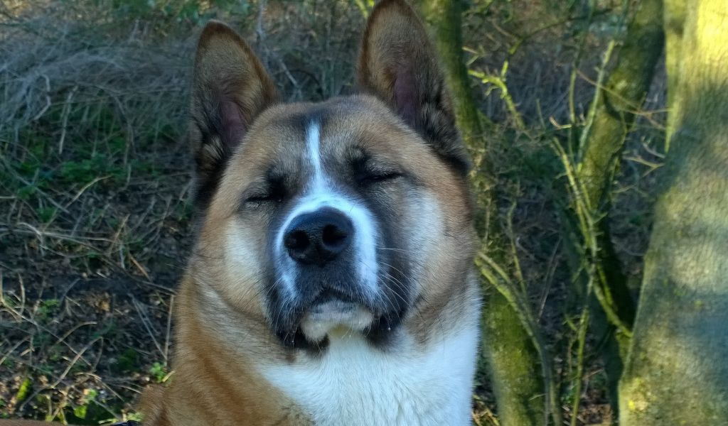 Американская акита прикрыла глаза