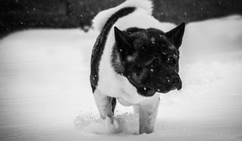 Американская акита в снегу
