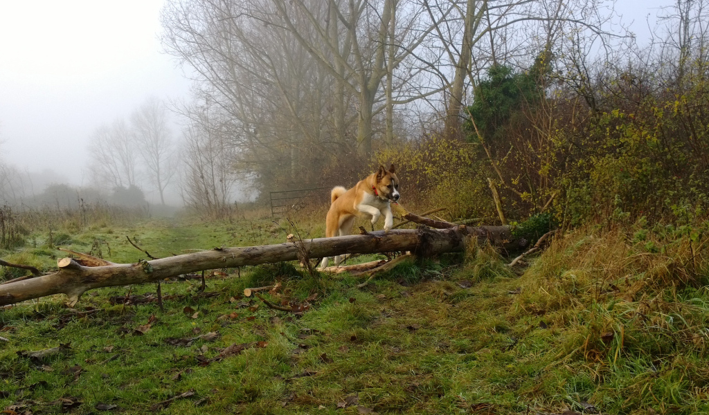 Американская акита прыгает через препятствие